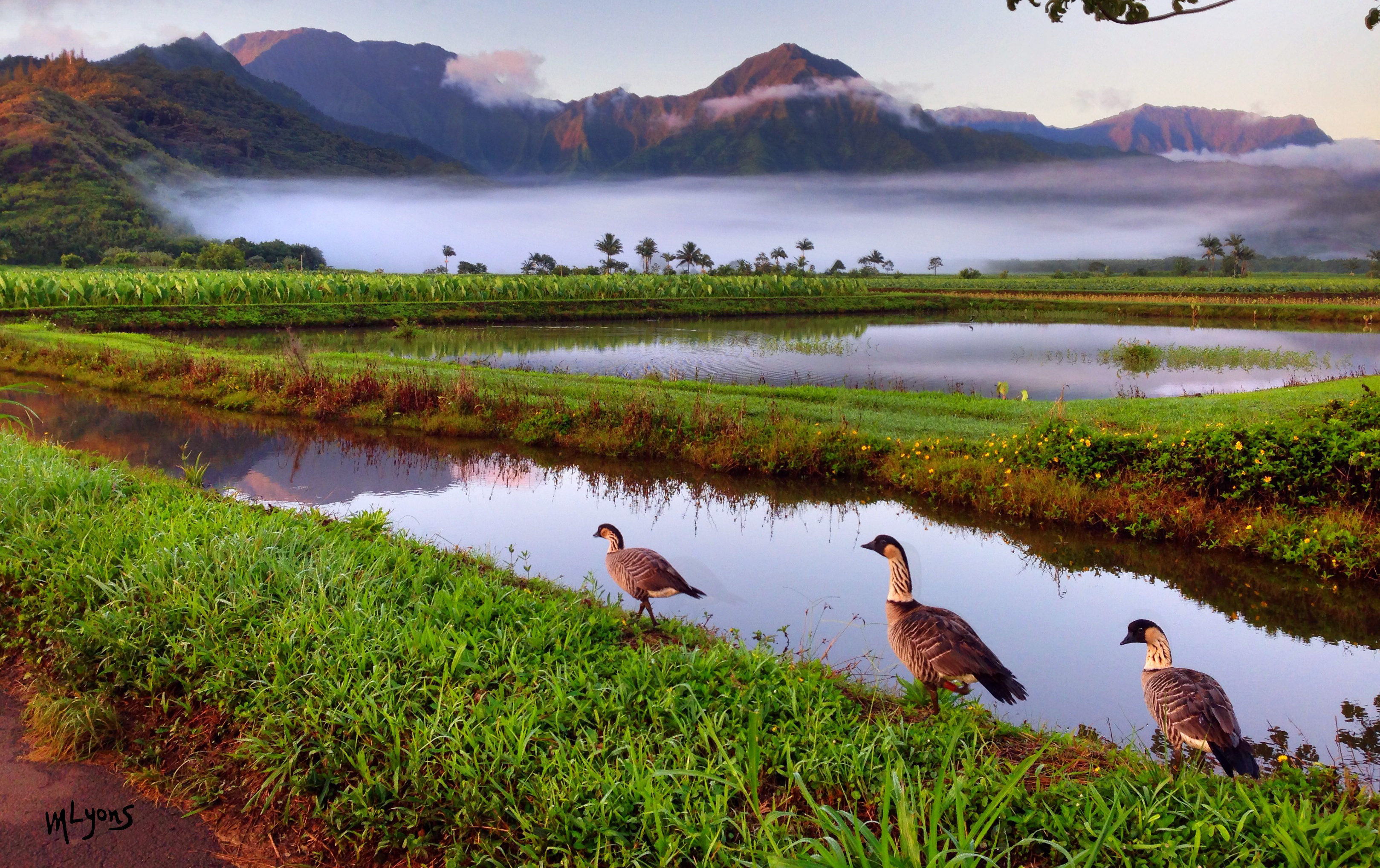 hanalei taro fields with nene kauaistyle.com