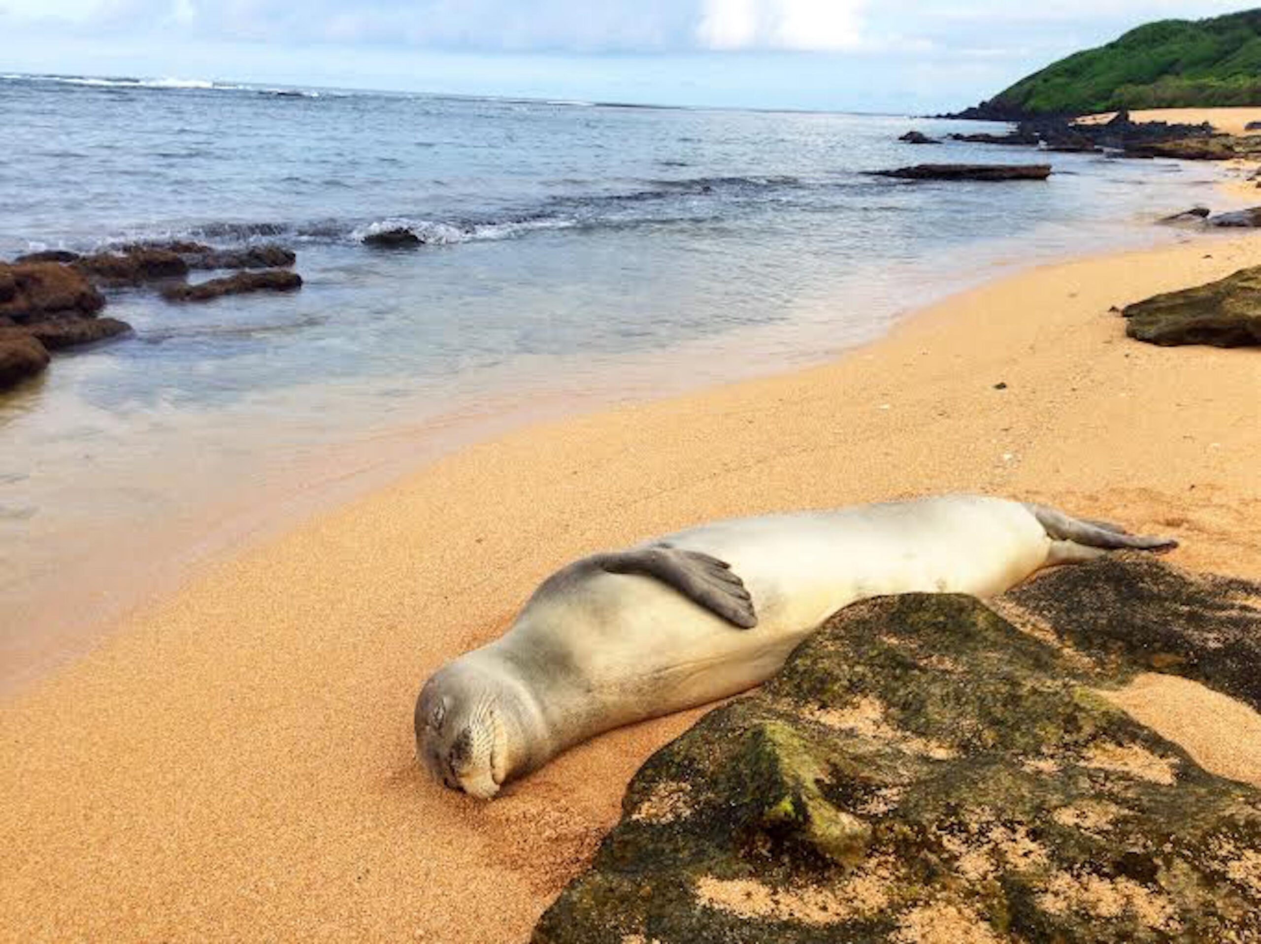 Monk Seal kauai Monk seal Kauai