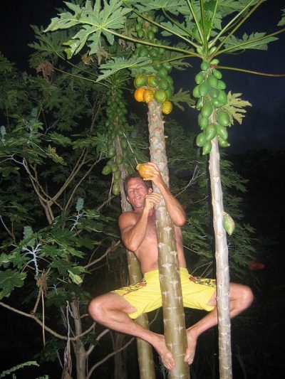 papaya
