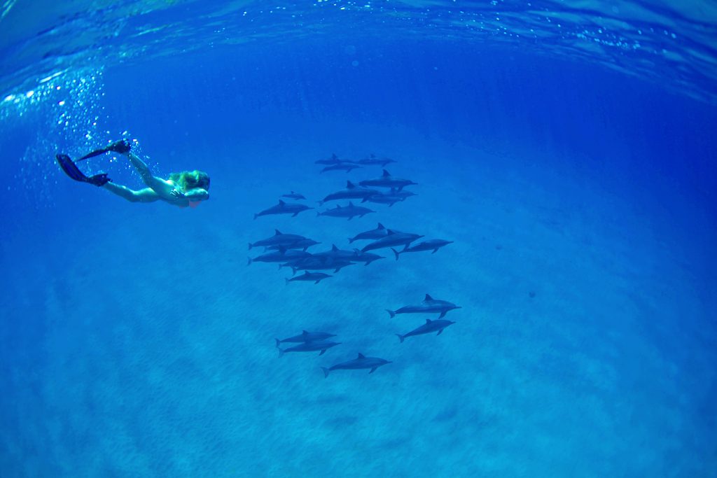 Dolphins always around… Dolphins of of Kauai