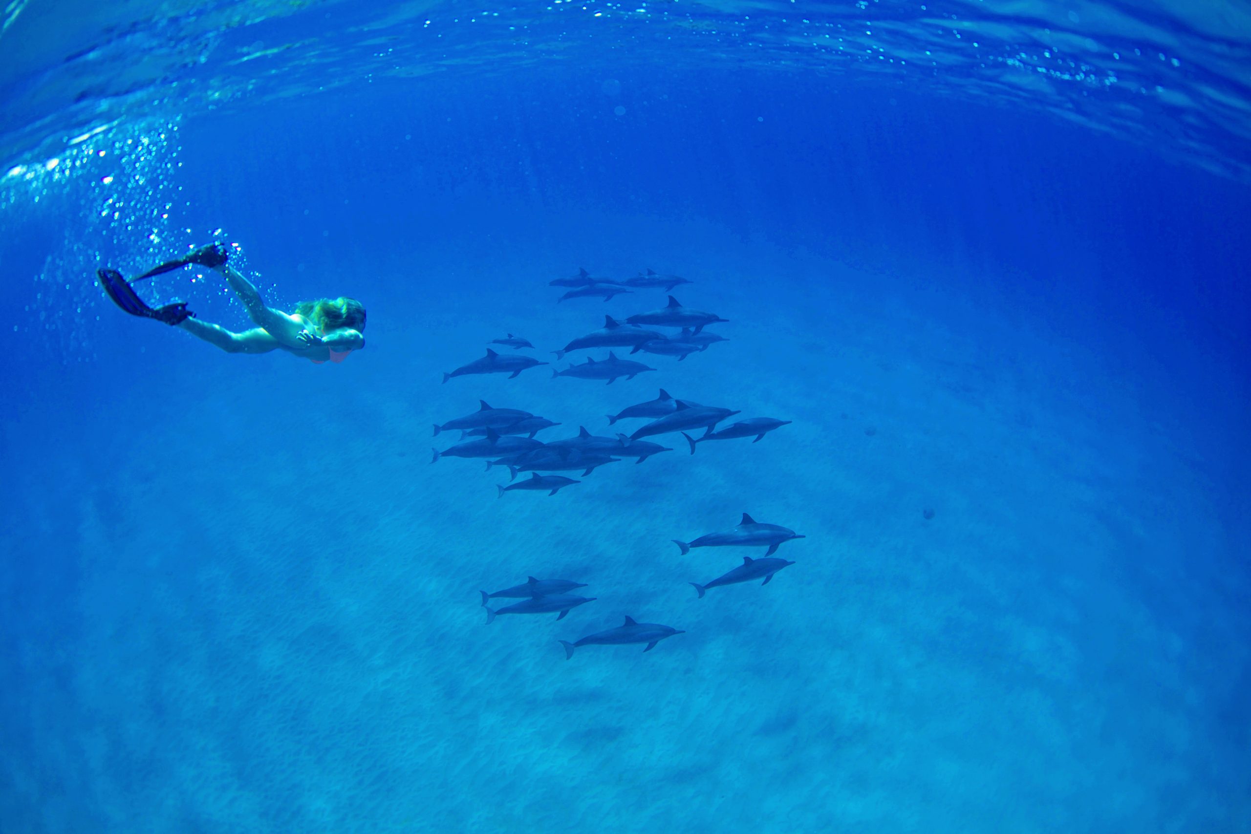 Dolphins of of Kauai
